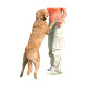 PET CORRECTOR 50 ML