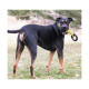 JOUET KONG JAXX BRAITED TUG