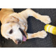 Jouet chien Pop : Dental Toy