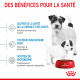 Dog Starter Mother & Babydog Mini