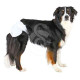 Couche jetable Trixie pour chien femelle