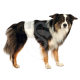 Couche jetable Trixie pour chien mâle