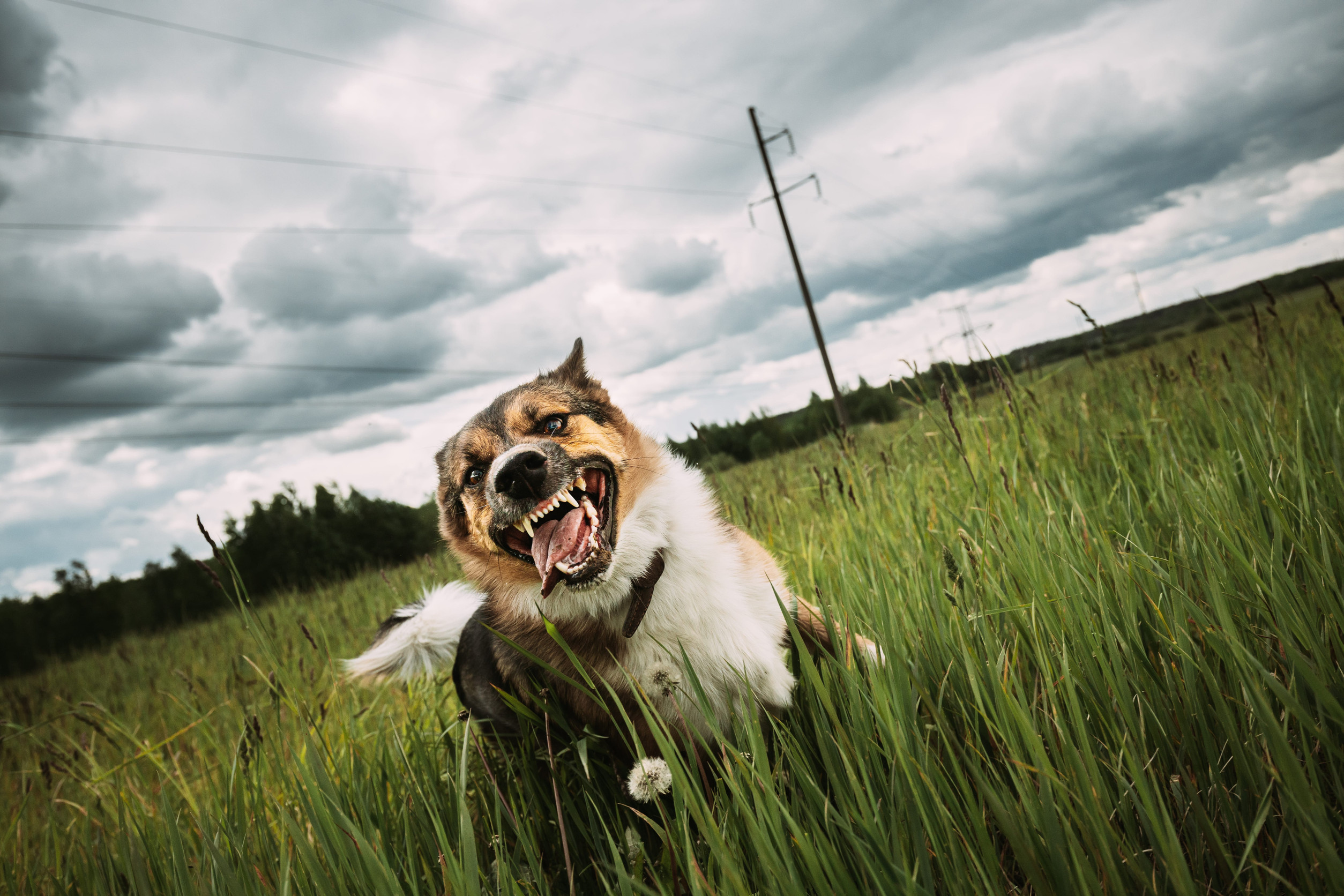 chien agressif