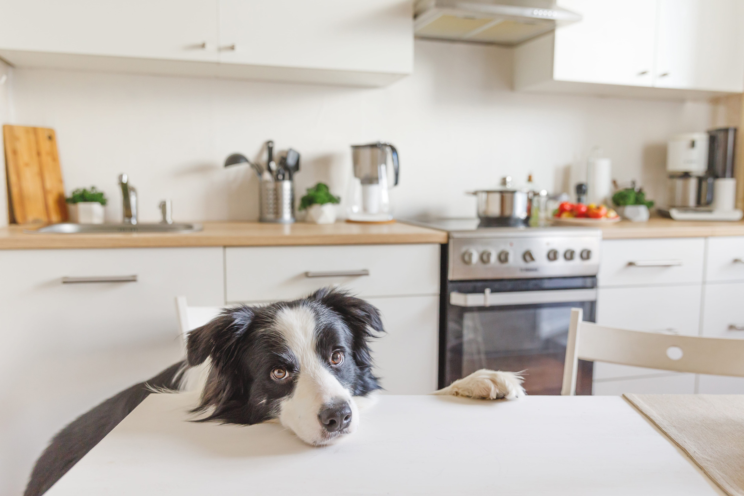 chien table cuisine