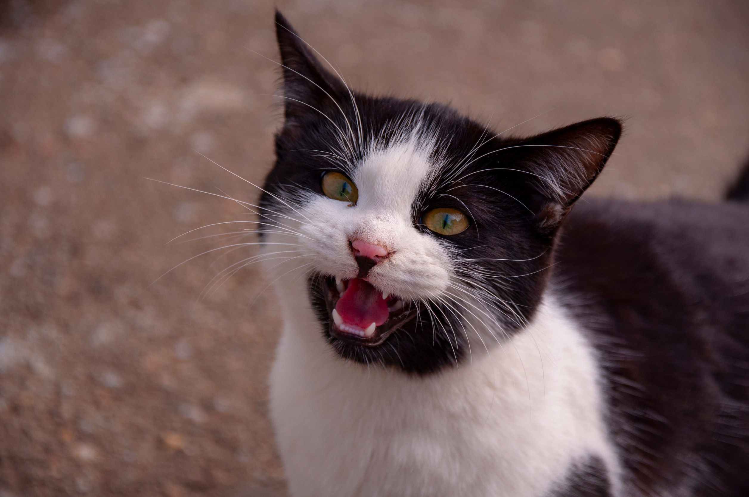 chat miaule noir blanc