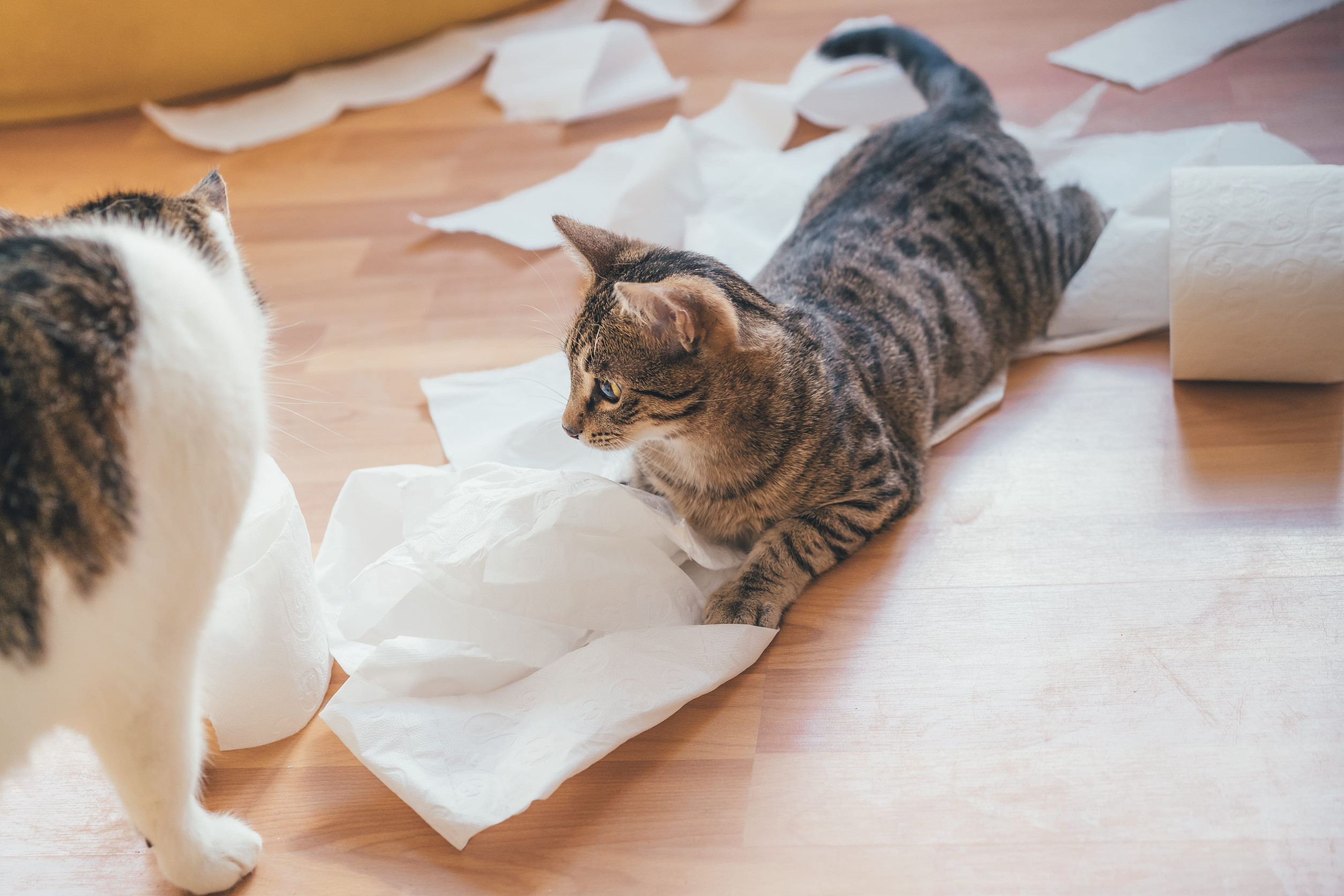 chat papier toilette