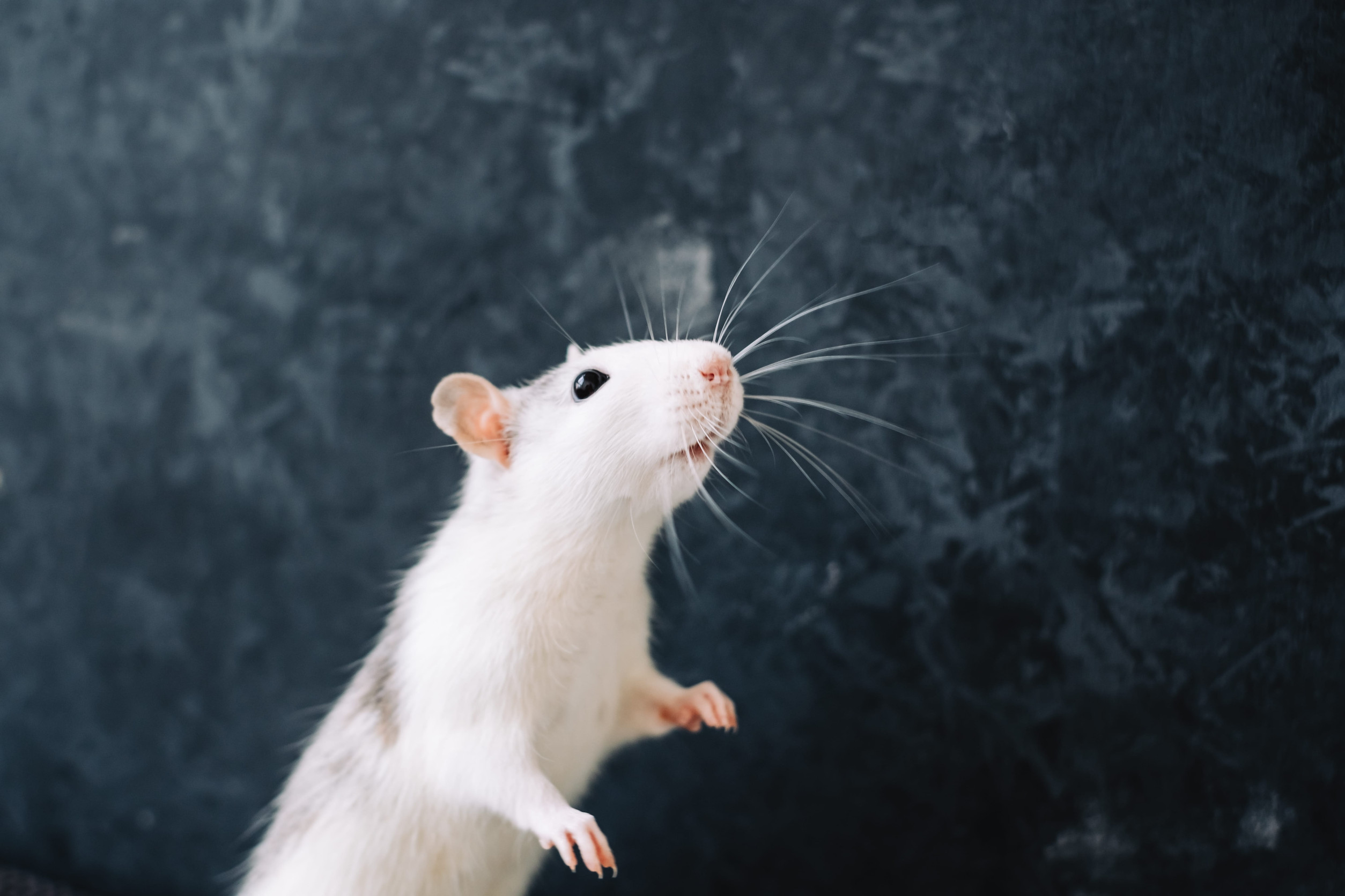souris blanche