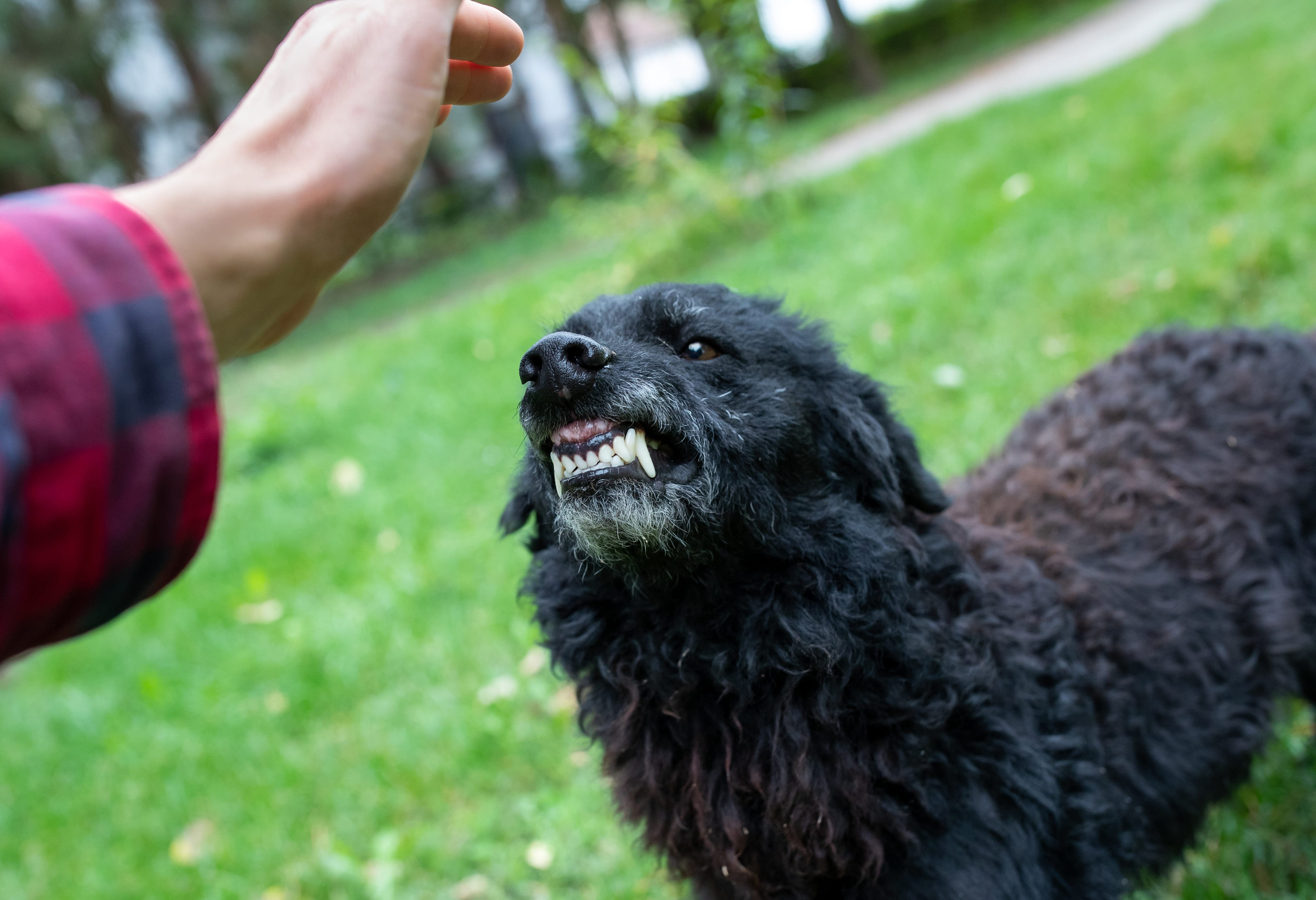 chien noir agressif