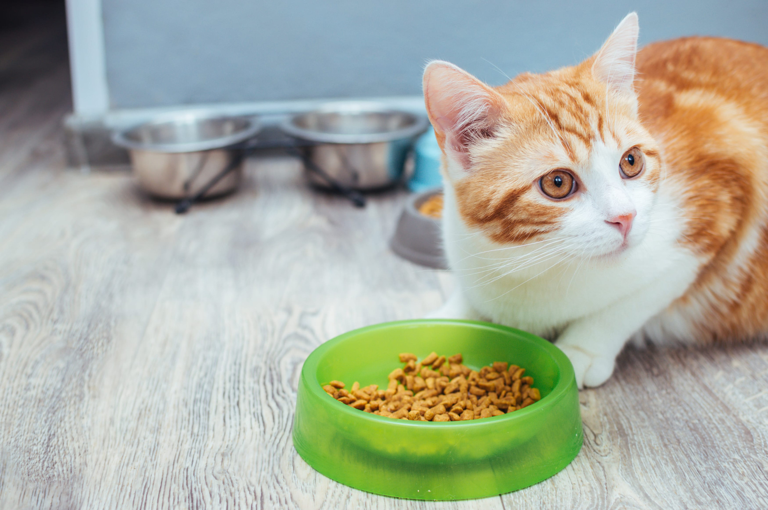 chat roux blanc croquettes