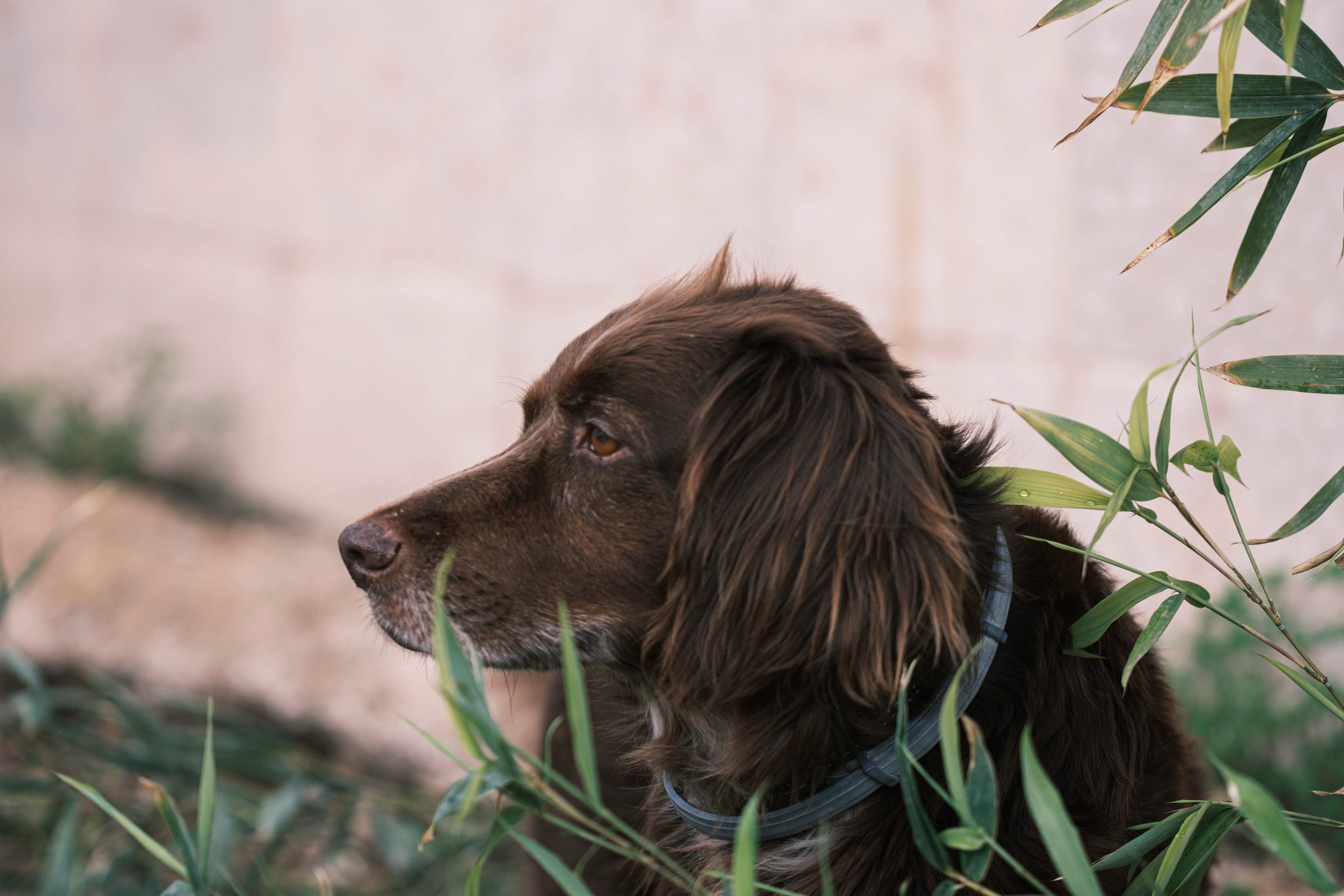 chien dehors