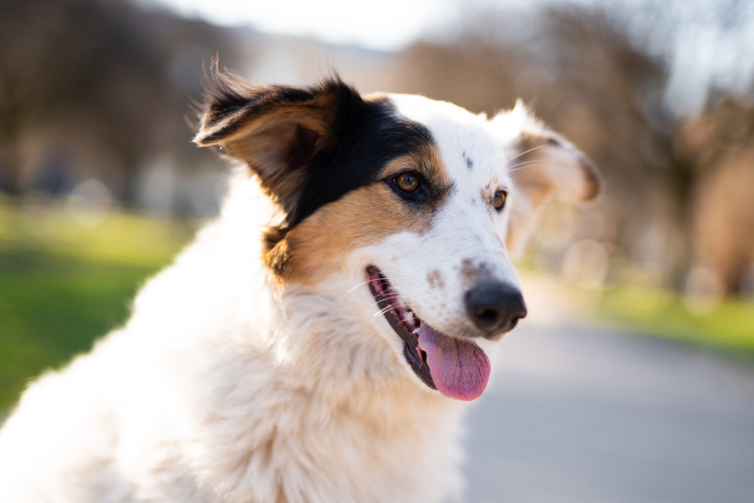 chien croise tricolore