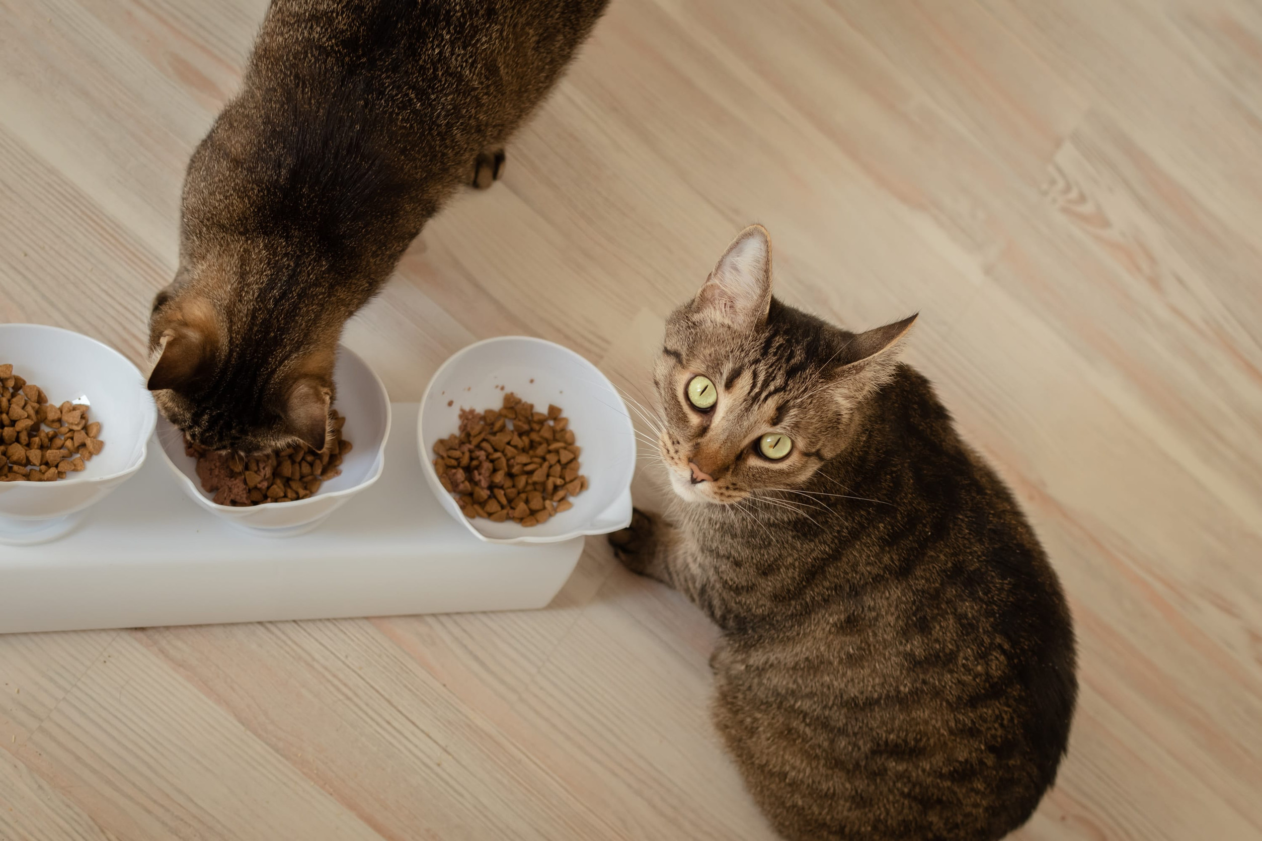 deux chats gamelles