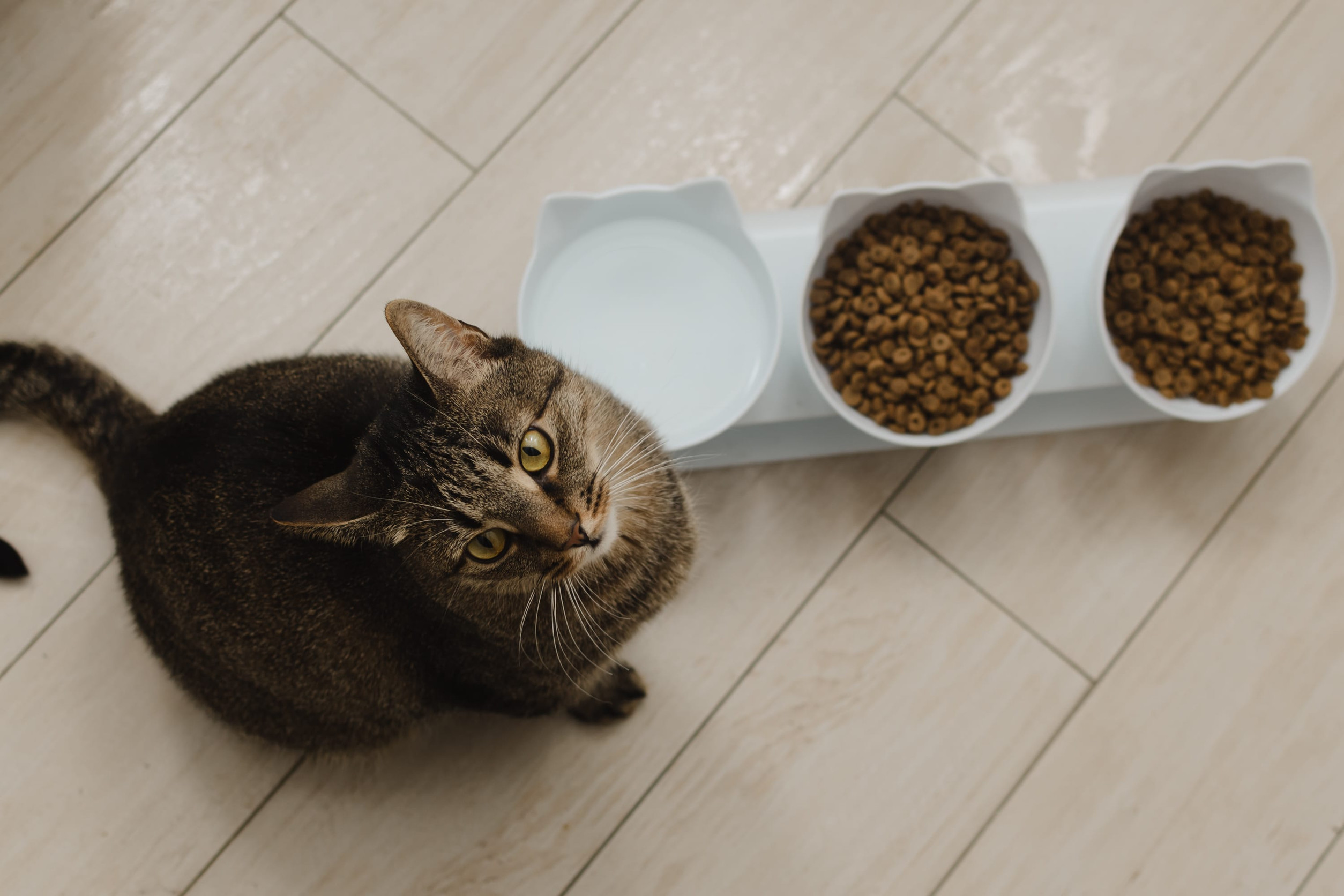 chat avec ses gamelles