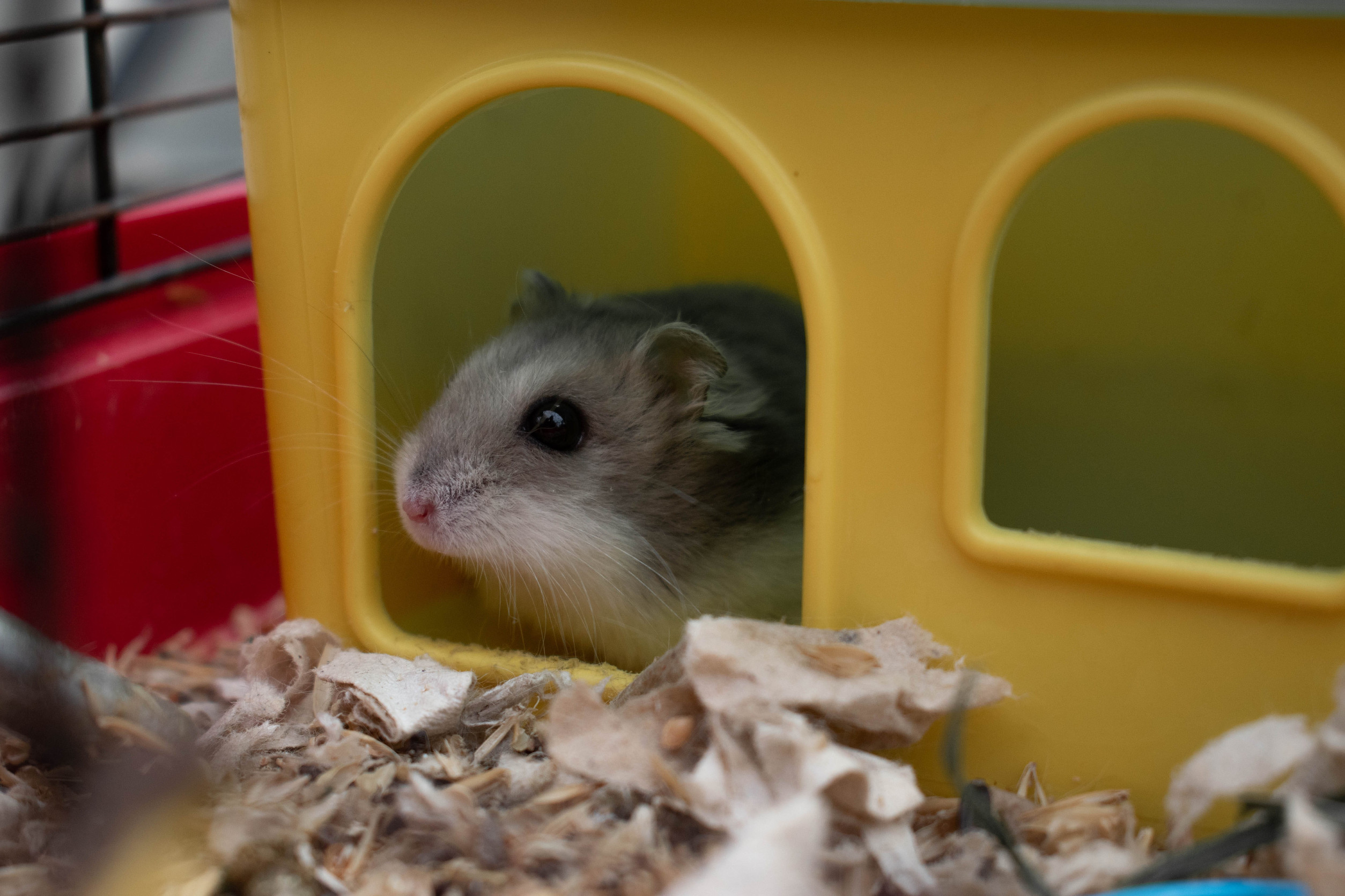hamster cage