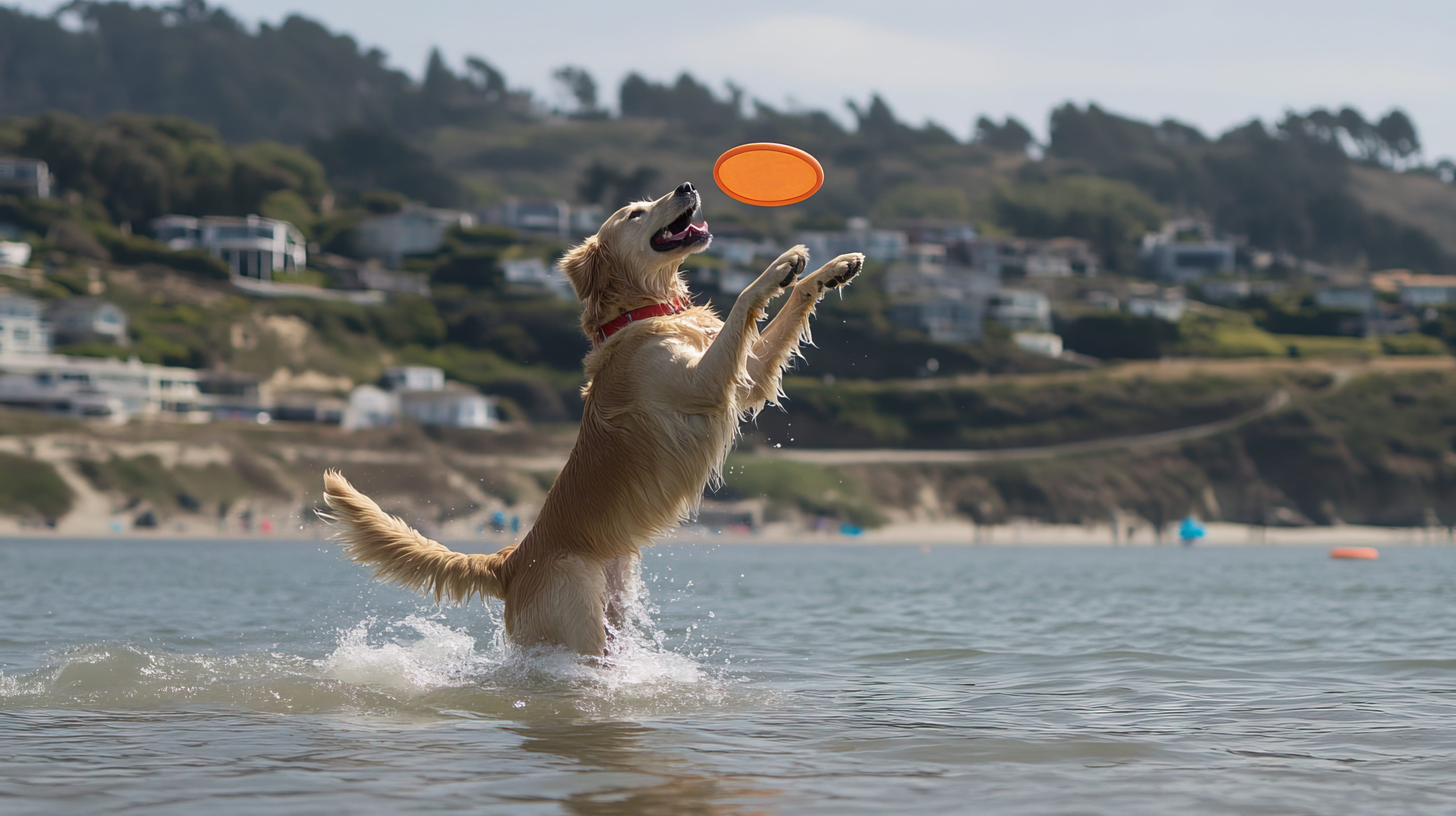 golden retriever frisbee