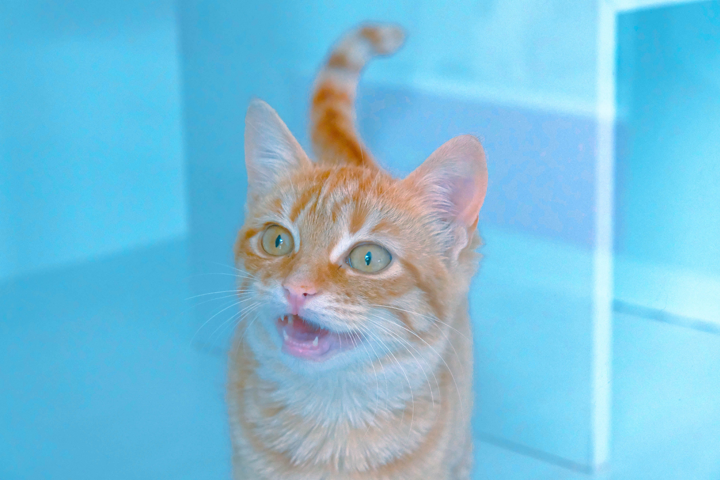 chat roux miaule