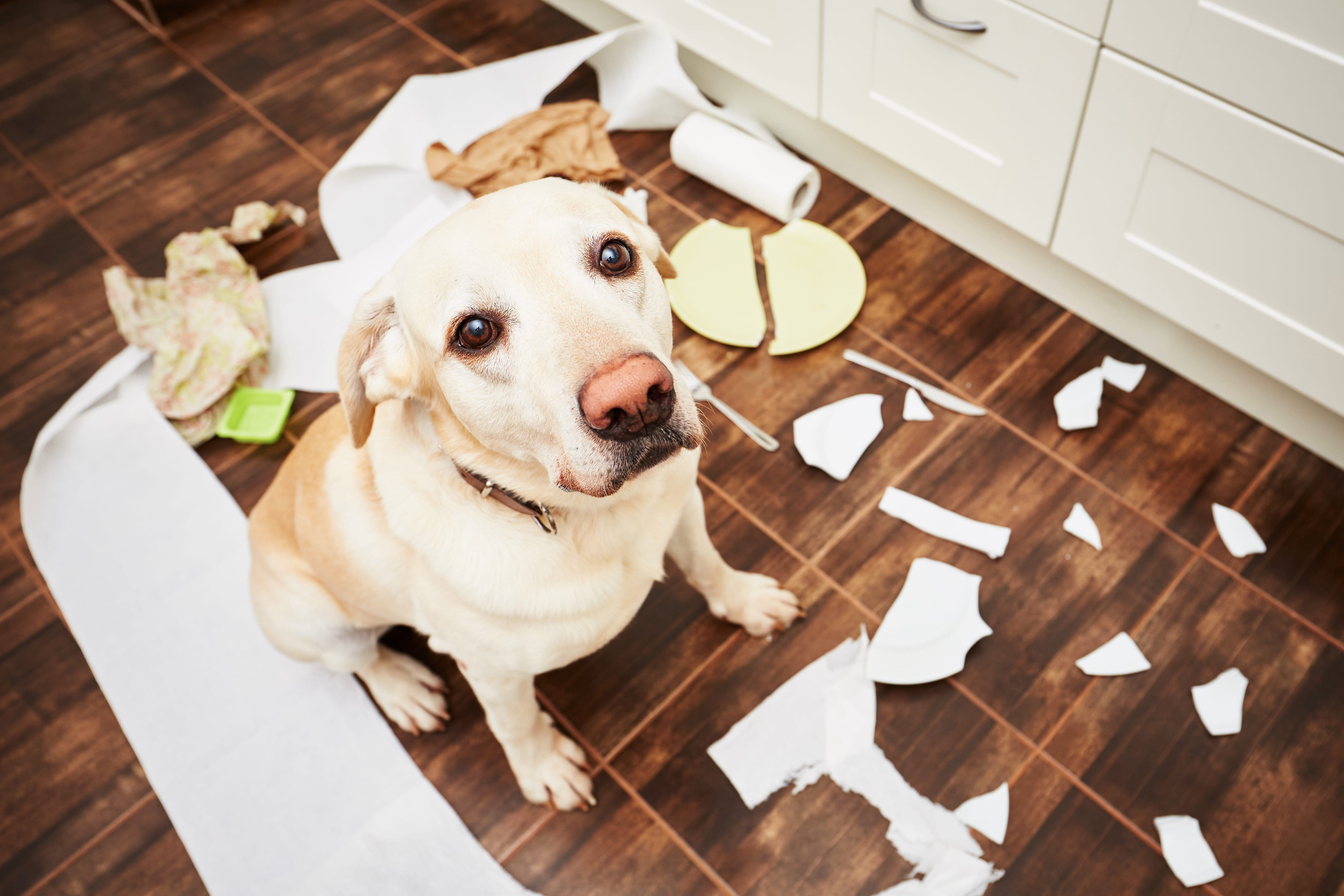 labrador détruit