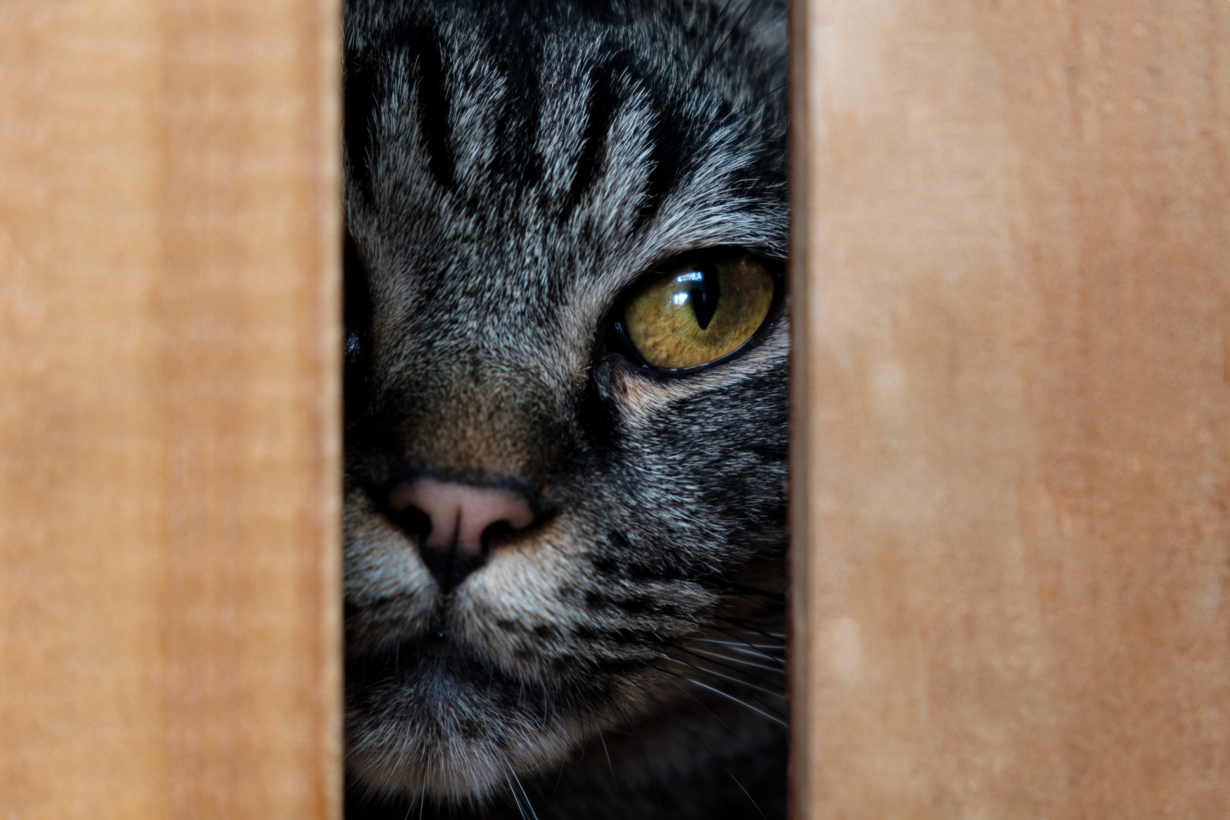 chat cachette