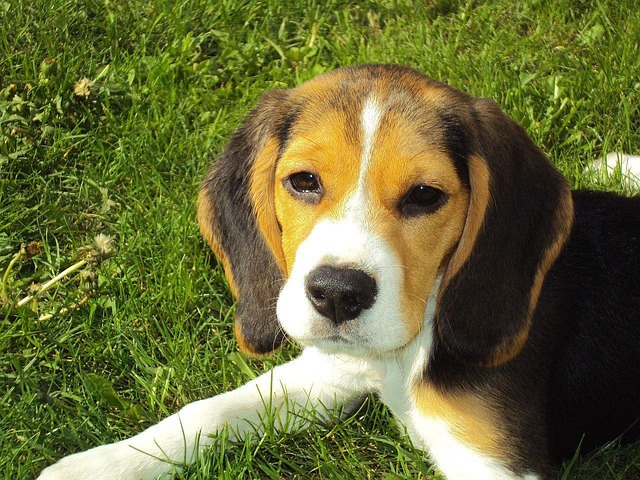 chien beagle