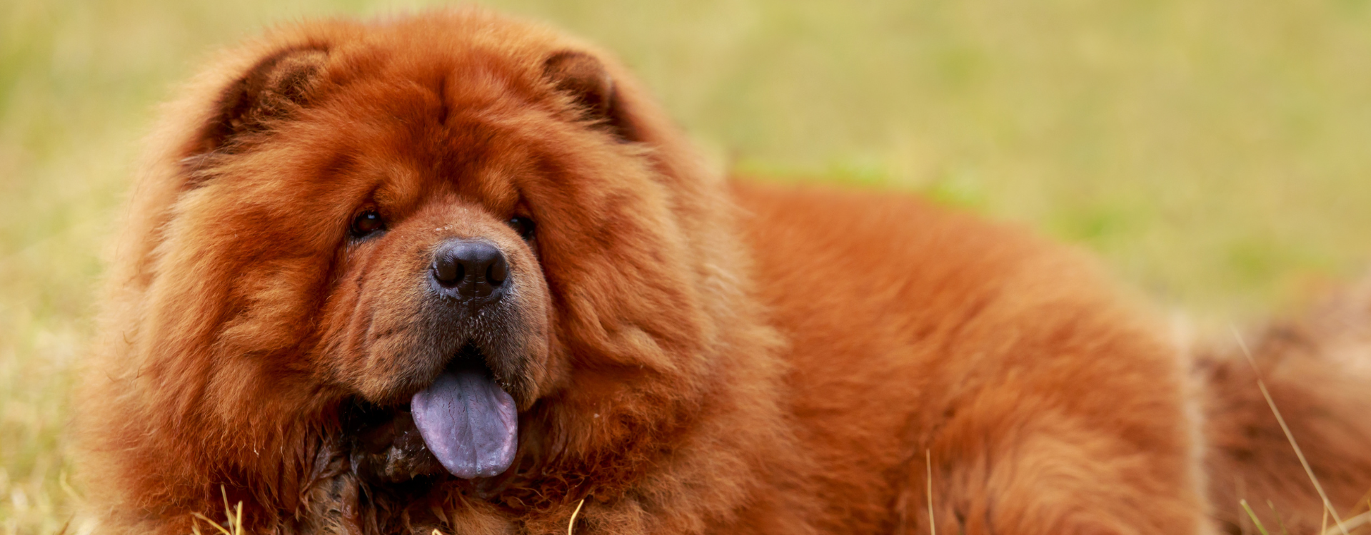 Chien avec la langue bleue : cause génétique ou médicale