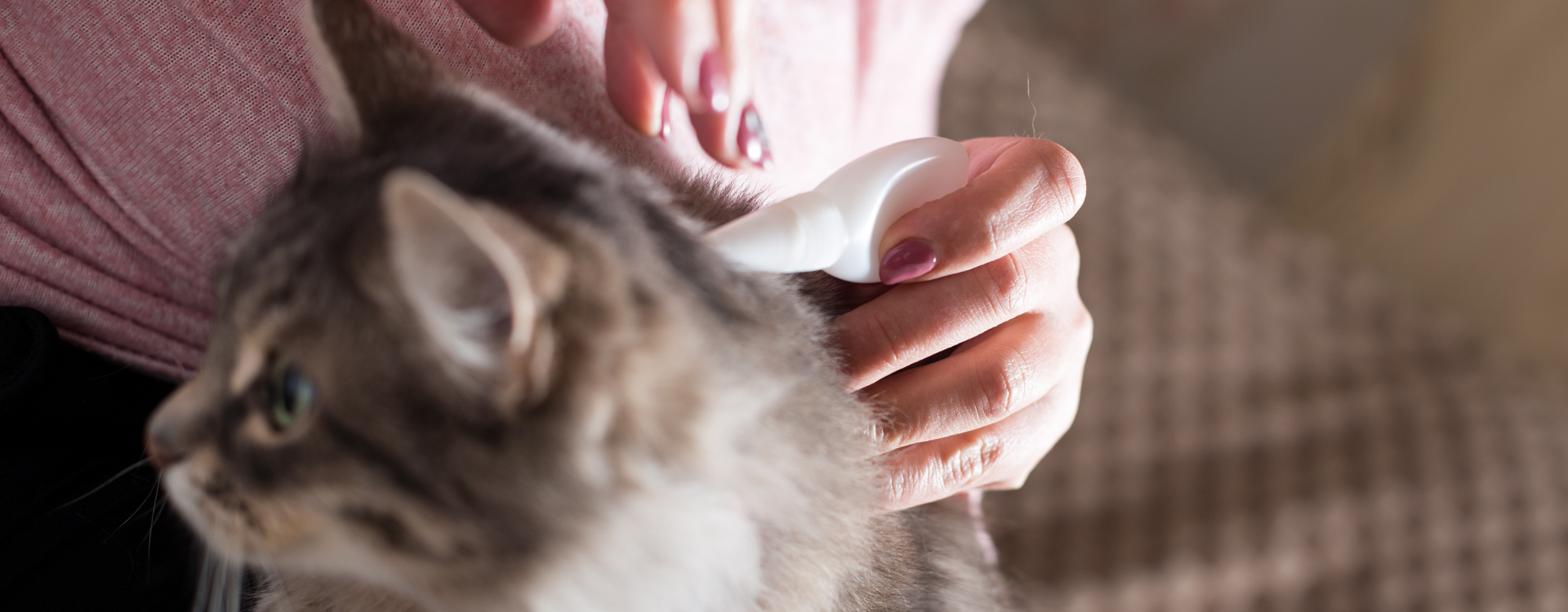 Comment se débarrasser des puces sur chiens et chats