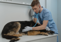 Problèmes digestifs chez le chien : causes et solutions