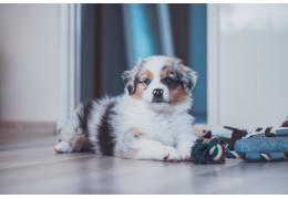 Mon chien me suit partout : comportement normal ou anxiété de séparation ?