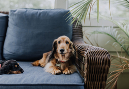 Assurance animaux : votre guide complet