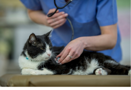 Cardiomyopathie hypertrophique chat : causes, prévention et plus