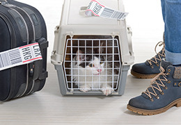 Un trophée pour la compagnie aérienne Pet Friendly