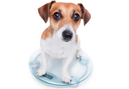 Comment faire maigrir son chien ? Croquettes et astuces