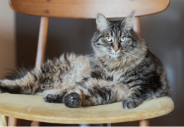 Chat senior : conseils pour prendre soin de son chat âgé.