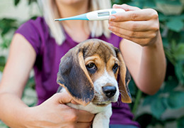 Petits bobos et grosses urgences, quel kit de premiers secours pour vos animaux ?