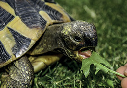 L'adoption d'une tortue de compagnie : ce qu'il faut bien comprendre avant d'adopter
