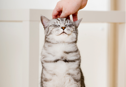 Web Une équipe de vétérinaires lance un Salon virtuel grand public consacré à la santé des animaux de compagnie