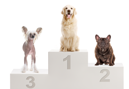 Tendance Le palmarès des noms de chiens et de chats les plus donnés en 2020