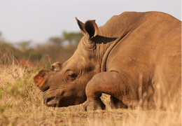Biodiversité Le SOS de WWF