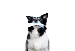 Pandémie Bientôt des chiens renifleurs pour détecter la Covid-19?