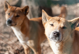Zoologie En Nouvelle-Guinée, le « chien chanteur » fait son retour, 50 ans après sa supposée extinction à l’état sauvage