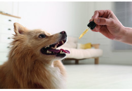 4 CONSEILS POUR AMÉLIORER LA MOBILITE DE MON ANIMAL DE COMPAGNIE