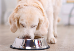 Comment choisir les meilleures croquettes pour chien senior ?