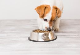 Comment nourrir un chiot ? Guide complet