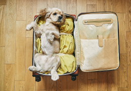Partir en vacances avec son chien : checklist pour ne rien oublier