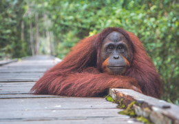 Faune Sauvage : Une nouvelle méthode pour examiner le coeur des orangs-outans