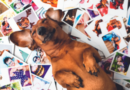 Sciences : Nos animaux de compagnie ont‐ils une mémoire ?