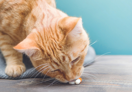 La diarrhée du chat