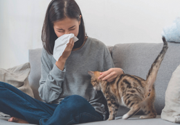 Focus animal : TOP 5 des races de chats Hypoallergéniques