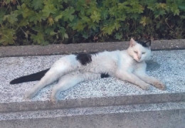 Célébrité L’hommage de Bercy à Olive, la chatte du ministère