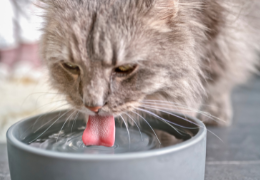 L'importance de l'hydratation féline