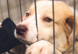 Lutte contre l’abandon Boom des adoptions pendant les confinements, les associations mettent en garde contre l’abandon